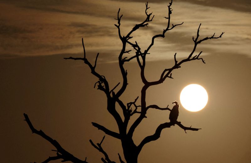 &copy; Reuters. Nascer do sol no Parque Nacional Kruger, em Skukuza, África do Sul
10/02/2022. REUTERS/Siphiwe Sibeko/File Photo