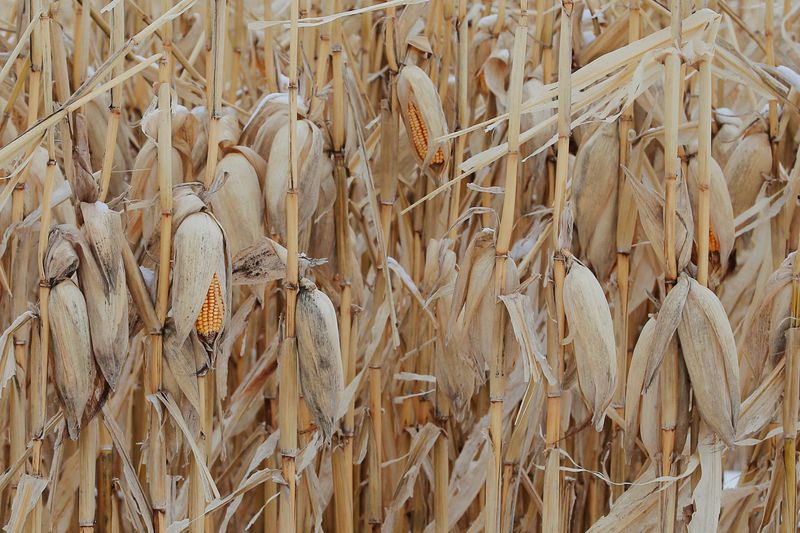 &copy; Reuters. FILE PHOTO: Unharvested corn, left as a barrier against blowing snow, stands in a field at a farm in Carroll, Iowa, U.S., January 30, 2020.   REUTERS/Brian Snyder/File Photo
