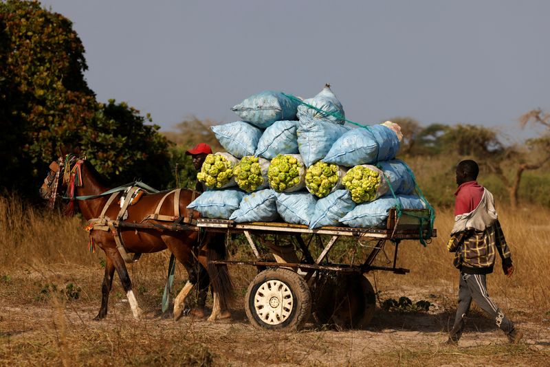 &copy; Reuters. FILE PHOTO: Freshly harvested eggplant bags are loaded on a cart at a field of farmer Mor Kabe, on the outskirts of Notto Gouye Diama village, Thies region, Senegal January 24, 2023. REUTERS/Zohra Bensemra