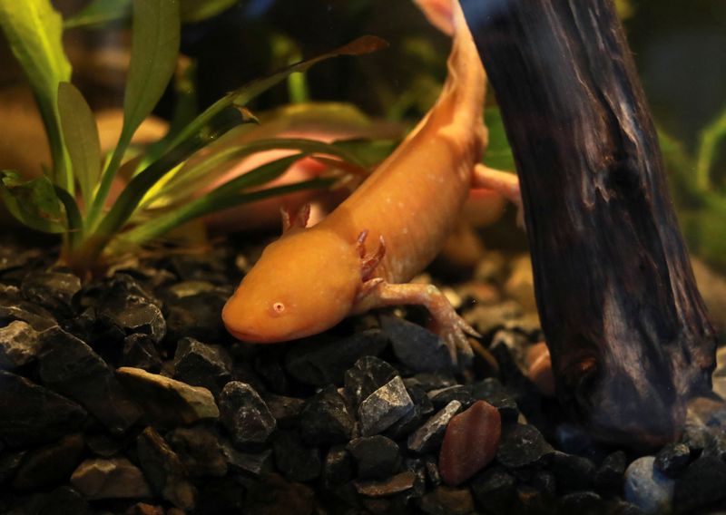 &copy; Reuters. Novo museu no México destaca a salamandra axolote ameaçada de extinção
25/01/2023
REUTERS/Henry Romero