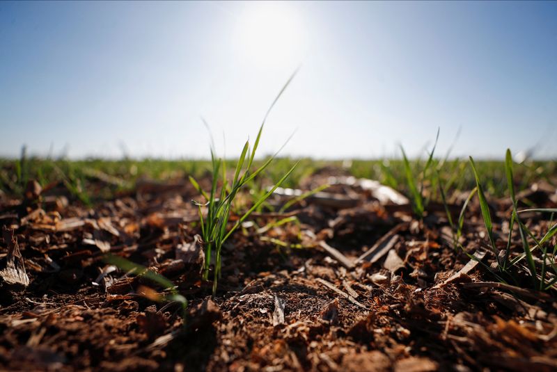 © Reuters. Plantio de trigo na Argentina
26/01/2023
REUTERS/Agustin Marcarian