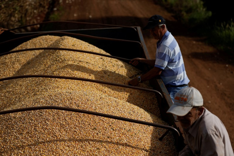 &copy; Reuters. Grãos de milho após colheita em fazenda no Brasil. REUTERS/Rodolfo Buhrer/File Photo