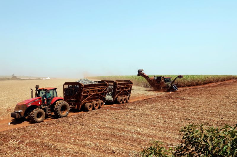&copy; Reuters. Colheita de cana-de-açúcar em Pradópolis, Brasil
27/01/2023
REUTERS/Paulo Whitaker