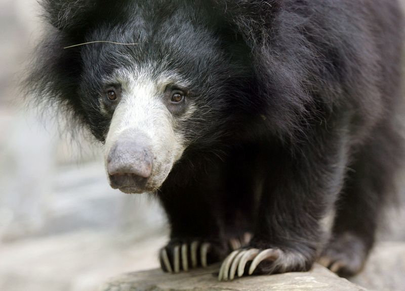 &copy; Reuters. Urso-preguiça fêmea em zoológico em Washington, EUA
11/10/2006
REUTERS/Molly Riley/File Photo