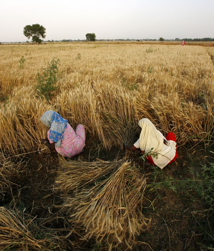 &copy; Reuters. Trabalhadores colhem trigo nos arredores da vila de Saini, na Índia
14/10/2022
REUTERS/Vijay Mathur