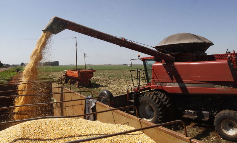 © Reuters. Colheita de milho em La Paloma, no Paraguai
30/01/2023
REUTERS/Jorge Adorno 