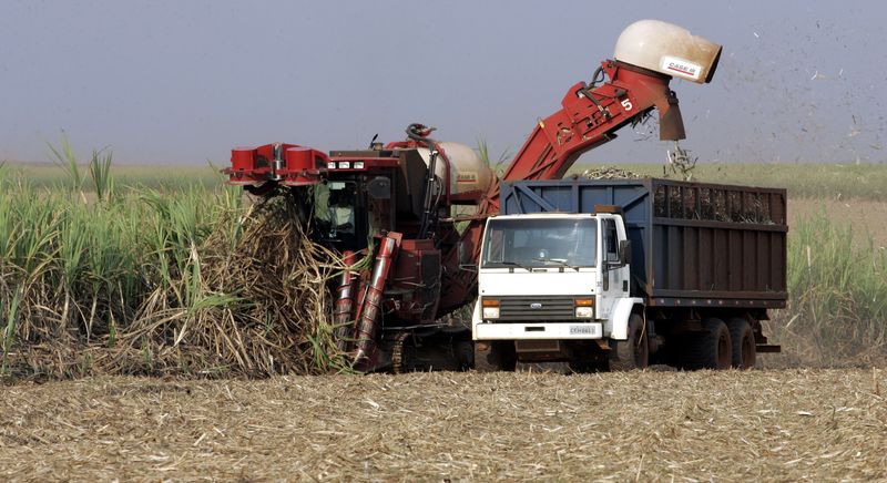 &copy; Reuters. Colheita de cana-de-açúcar em Sertãozinho (SP)
30/01/2023
REUTERS/Paulo Whitaker  PW/TY