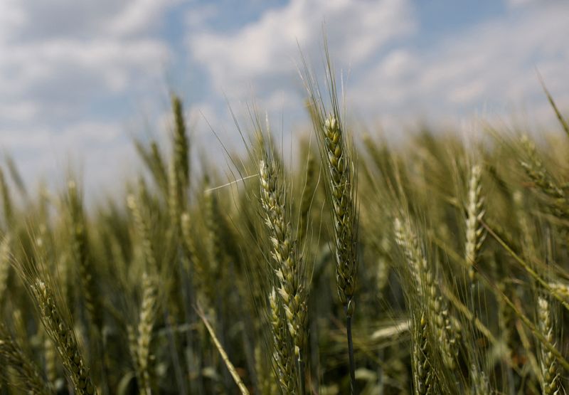 &copy; Reuters. 　１月３０日、ウクライナの穀物収穫量は２０２３／２４年度に３５００万─４０００万トンに減少する見通し。写真はウクライナのミコライウ地方の小麦畑で昨年６月撮影（２０２３年　