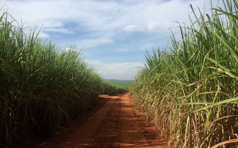 &copy; Reuters. IMAGEN DE ARCHIVO. Cane fields are seen in Brazil&apos;s center-south main sugar belt in Ribeirao Preto
