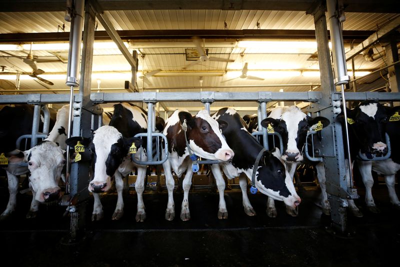 &copy; Reuters. FILE PHOTO: Cows stand in a barn while being milked at a dairy farm in South Mountain, Ontario, Canada, June 29, 2018. REUTERS/Chris Wattie/Files