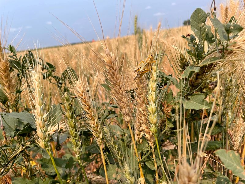 &copy; Reuters. Lavoura de trigo atingida por seca em Bowdon, Dakota do Norte
31/01/2023
REUTERS/Karl Plume/File Photo