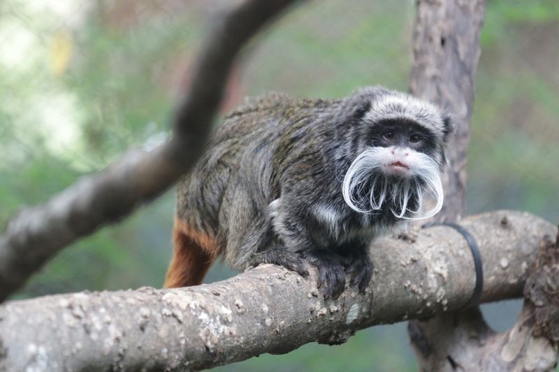 &copy; Reuters. An emperor tamarin monkey is seen perched on a branch, in this undated image taken at an unidentified location, and released by the Dallas Zoo following the discovery by the zoo of the disappearance on January 30, 2023 of two emperor tamarin monkeys (not 