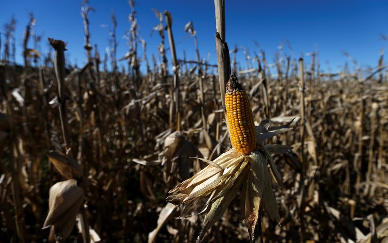 © Reuters. Lavoura de milho em Luján, próximo de Buenos Aires
11/01/2022
REUTERS/Agustin Marcarian