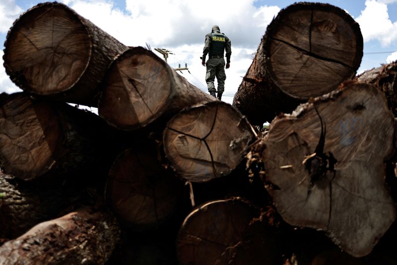 © Reuters. FILE PHOTO: An agent of the Brazilian Institute for the Environment and Renewable Natural Resources (IBAMA) inspects a tree extracted from the Amazon rainforest, in a sawmill during an operation to combat deforestation, in Placas, Para State, Brazil January 20, 2023. REUTERS/Ueslei Marcelino