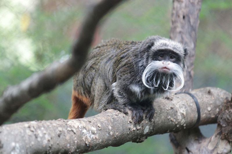 &copy; Reuters. FILE PHOTO: An emperor tamarin monkey is seen perched on a branch, in this undated image taken at an unidentified location, and released by the Dallas Zoo following the discovery by the zoo of the disappearance on January 30, 2023 of two emperor tamarin m