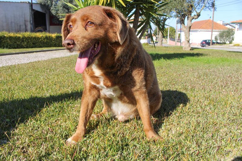 &copy; Reuters. الكلب بوبي الذي حطم الرقم القياسي كأكبر كلب سنا في العالم في العالم ببلوغه 30 عاما في قرية كونكيروس بوسط البرتغال يوم السبت. تصوير: كاتارينا د