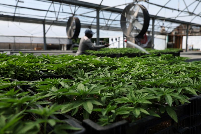 © Reuters. عامل يروي نباتاتات الماريجوانا داخل صوبة في أحد المزارع في نيويورك بالولايات المتحدة في 15 يوليو تموز 2022. تصوير : شانون ستابلتون - رويترز .  