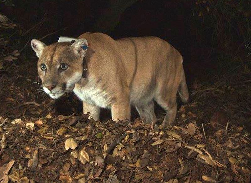 Famous California mountain lion celebrated at event in Los Angeles