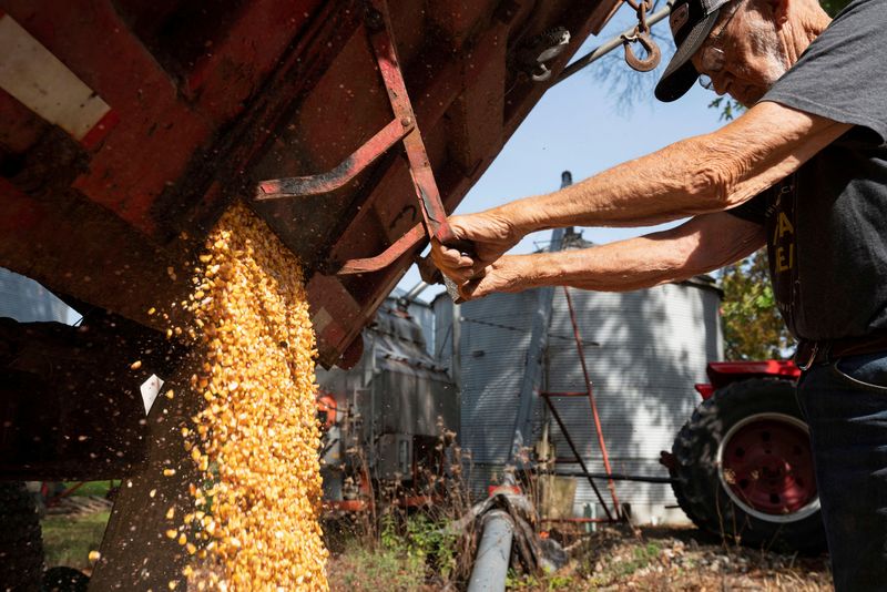 © Reuters. FILE PHOTO: Dale Nething, 86, transfers a load of corn from his truck to a grain silo on his family farm in Ravenna, Ohio, U.S., October 11, 2021. Picture taken October 11, 2021.  REUTERS/Dane Rhys/File Photo