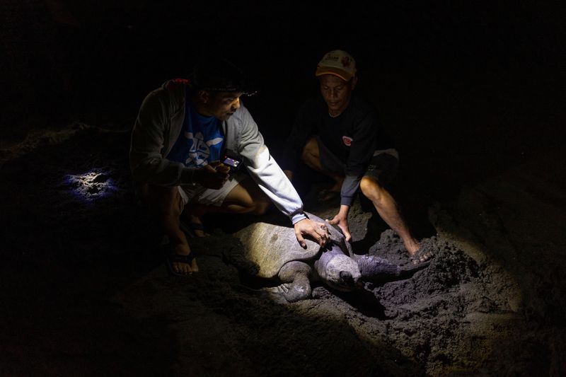 &copy; Reuters. CURMA's operations director Carlos Tamayo, 44, helps fisherman and turtle patroller Jessie Cabagbag, 40, hold a mother turtle before it goes back to the sea, at Bacnotan, La Union, Philippines, December 21, 2022.  REUTERS/Eloisa Lopez 