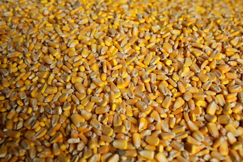 &copy; Reuters. FOTO DE ARCHIVO: Granos de maíz dentro de un silo en la granja de BJ Reeg en Bellevue