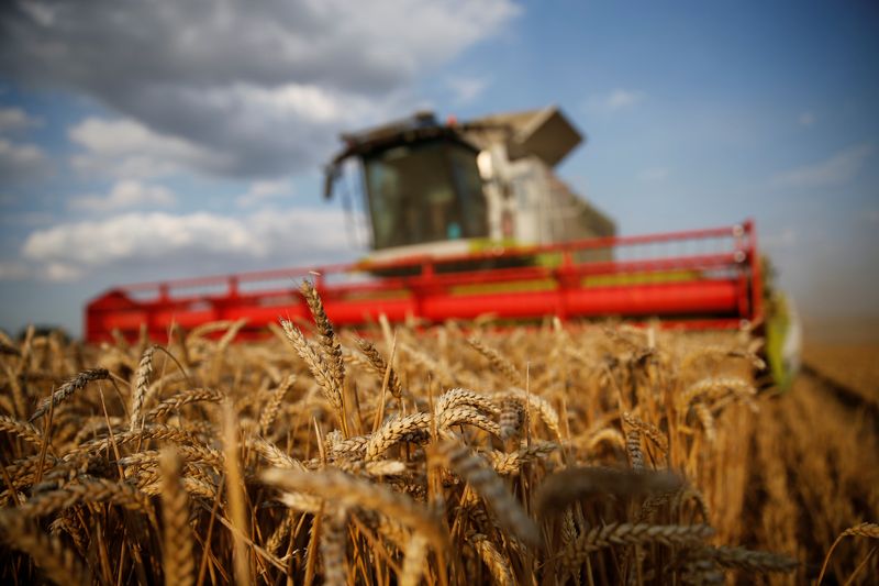 &copy; Reuters. Colheita de trigo em Marquion, França 
08/02/2023
REUTERS/Pascal Rossignol   