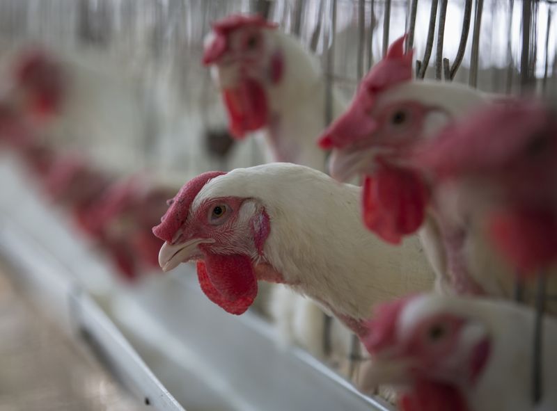 © Reuters. Aves em granja de Mangaon, sul de Mumbai, na Índia
08/02/2023
REUTERS/Danish Siddiqui 