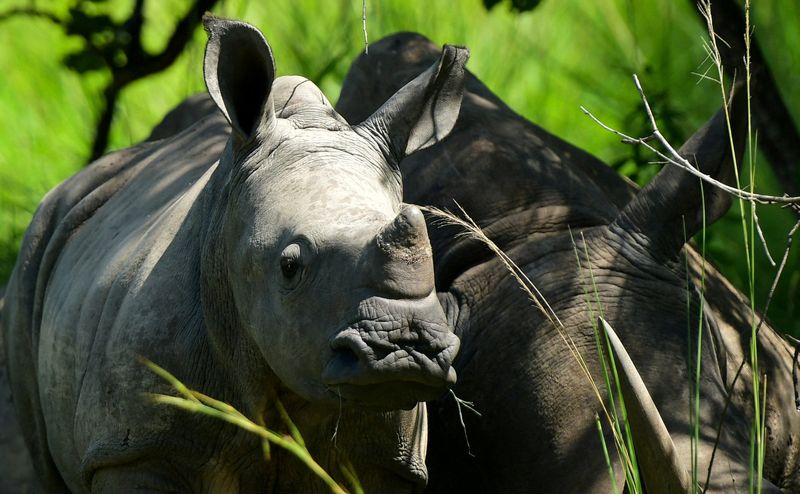 &copy; Reuters. حيوان وحيد القرن في محمية بأوغندا. صورة من أرشيف رويترز. 