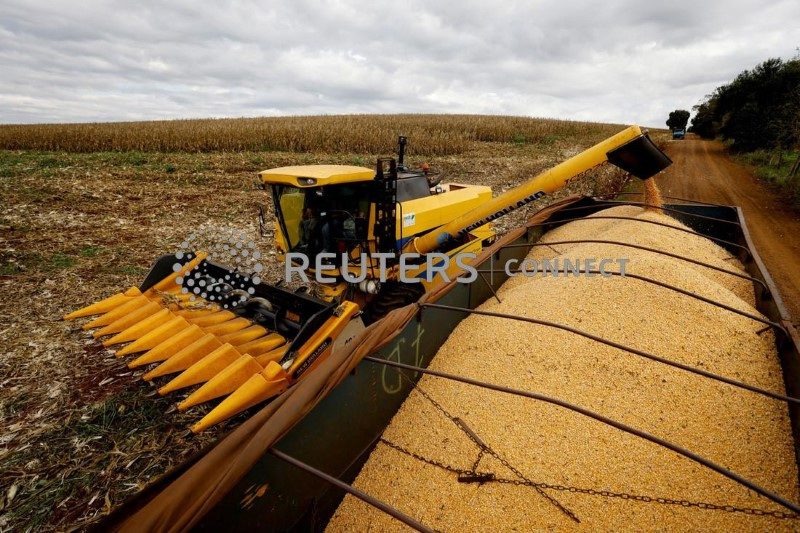 &copy; Reuters. Colheita de milho em Maringá, Paraná
9/2/2023
REUTERS/Rodolfo Buhrer/File Photo