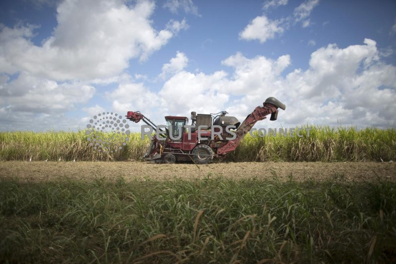 © Reuters. Colheita de cana-de-açúcar em Candelaria, Cuba
9/2/2023
REUTERS/Alexandre Meneghini 