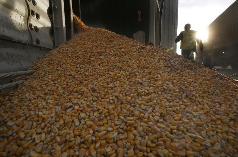 &copy; Reuters. Un trabajador pasa por delante de una pila de granos de maíz que se vacían de un depósito de grano en DeLong Company en Minooka, Illinois, Estados Unidos. 24 de septiembre, 2014. REUTERS/Jim Young