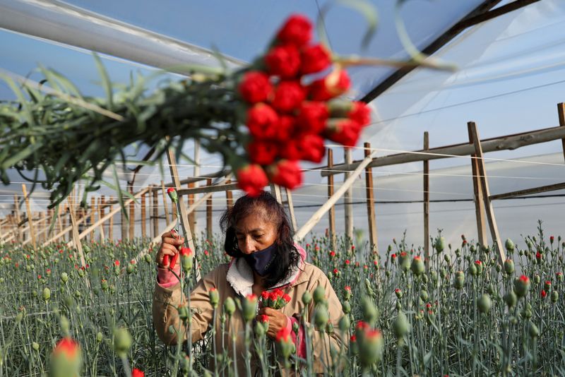 Colombia's aging floral workforce threatens Valentine's potential