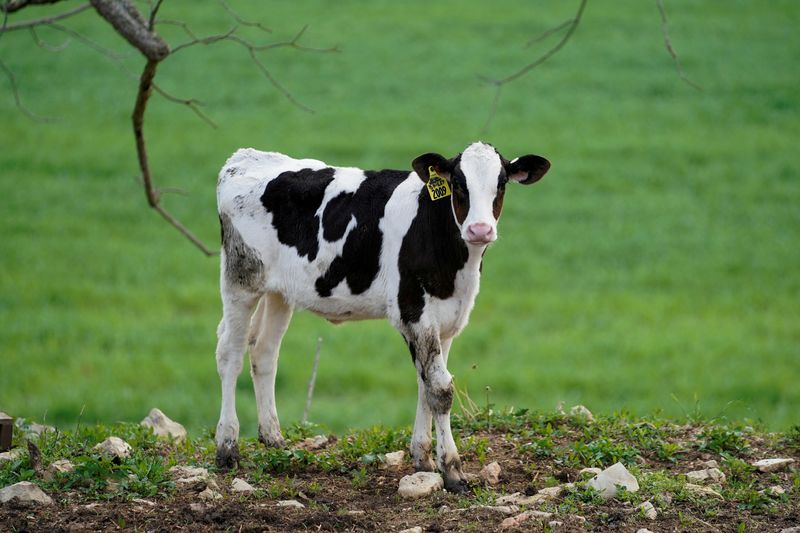 U.S. agriculture trade chief demands Canada broaden dairy quota access