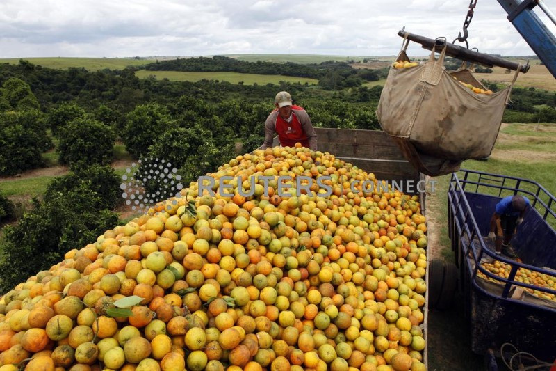 © Reuters. Colheita de laranjas em fazenda de Limeira, em São Paulo
10/02/2023
REUTERS/Paulo Whitaker 