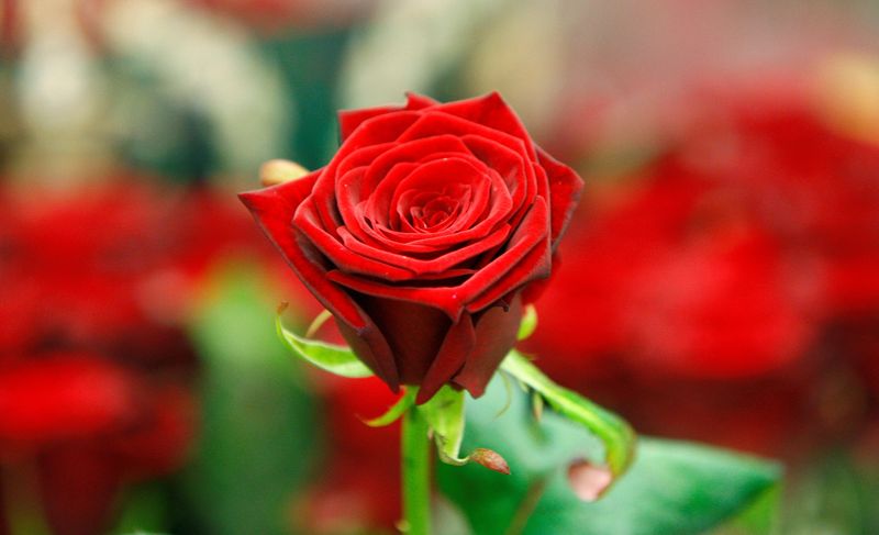 &copy; Reuters. FILE PHOTO: A red rose is displayed on a stall at New Covent Garden Market, a day before Valentine's Day, London, February 13, 2009.  REUTERS/Andrew Parsons      (BRITAIN)/File Photo