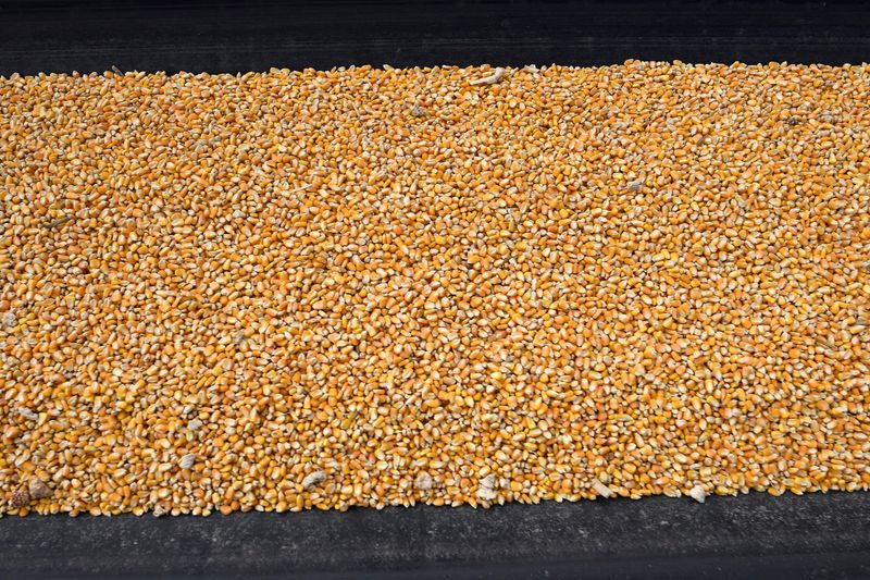 &copy; Reuters. FILE PHOTO: A conveyor belt moves yellow corn imported from Brazil as it is unloaded from a ship at a warehouse in the port of Tuxpan, in Veracruz state, Mexico September 23, 2022. REUTERS/Yahir Ceballos