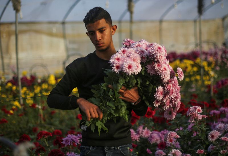 &copy; Reuters. A Palestinian man carries flowers in an agricultural greenhouse in Khan Younis in southern Gaza Strip, February 12, 2023. REUTERS/Ibraheem Abu Mustafa