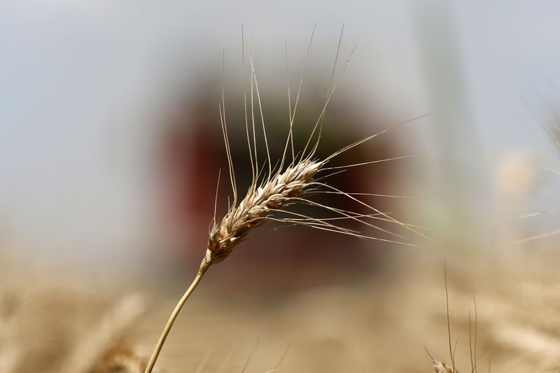 &copy; Reuters. سنبلة قمح خلال الحصاد في رومانيا بصورة من أرشيف رويترز.