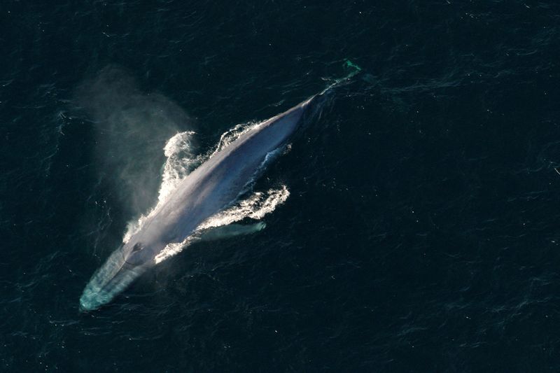 &copy; Reuters. Baleia azul em foto sem data da Administração Oceânica e Atmosférica Nacional dos EUA
NOAA/Divulgação via Reuters
