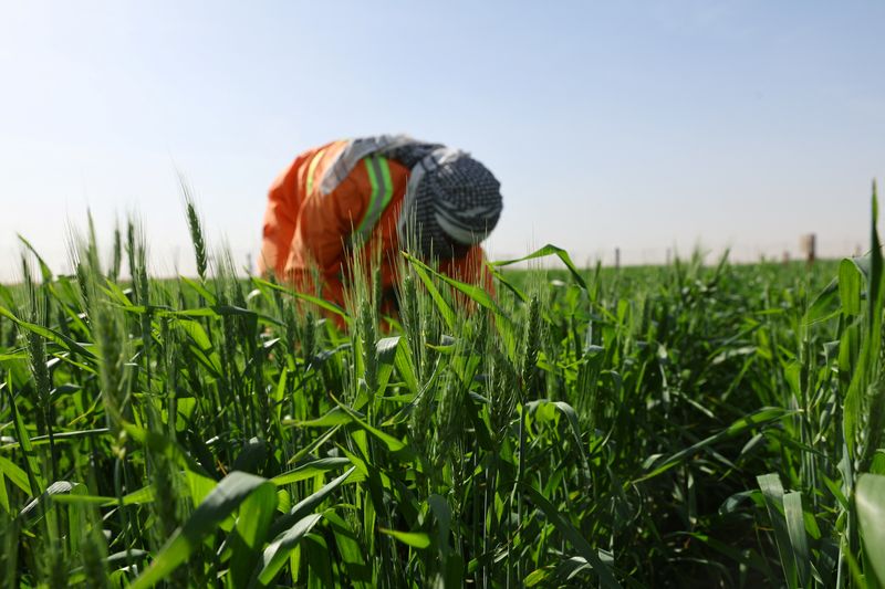 &copy; Reuters. Una persona trabaja en un campo de trigo, parte de un plan estatal de 400 hectáreas para cultivar el desierto, en Maleha, Sarja, Emiratos Árabes Unidos, el 8 de febrero de 2023. REUTERS/Rula Rouhana