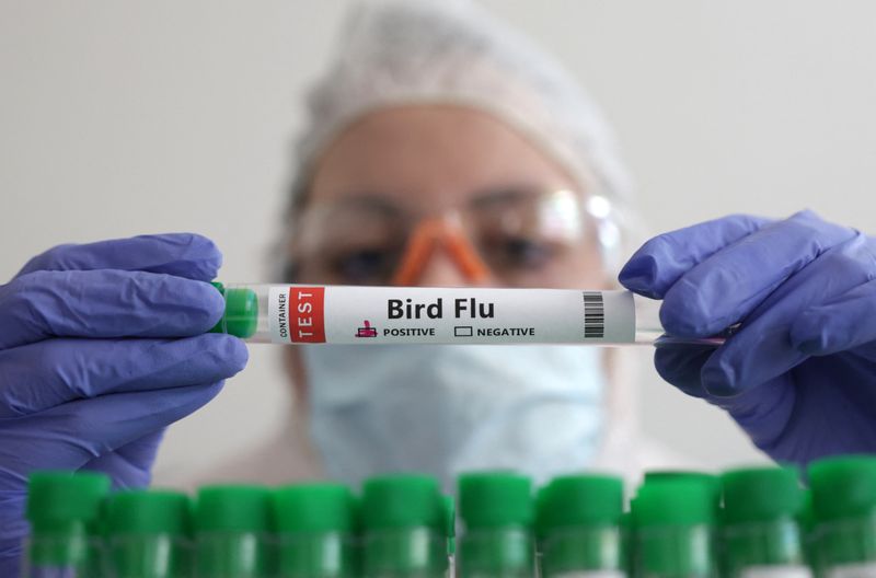 Explainer-Bird flu: what are the risks to people and animals?