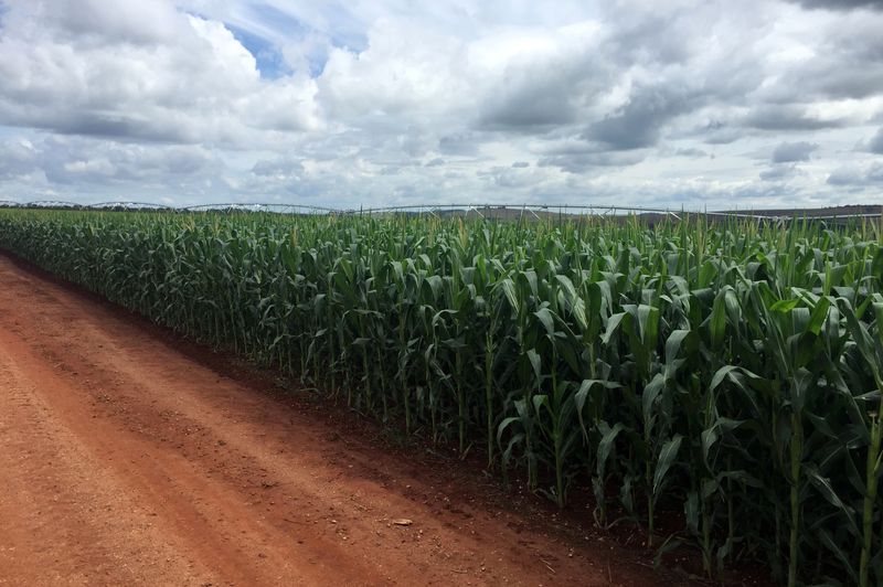 &copy; Reuters. FOTO DE ARCHIVO: Un cultivo de maíz se ve en la granja Cercado Grande en Itajai, estado de Sao Paulo, Brasil 1 de abril de 2018. Fotografía tomada el 1 de abril de 2018. REUTERS/Marcelo Rodrigues Teixeira