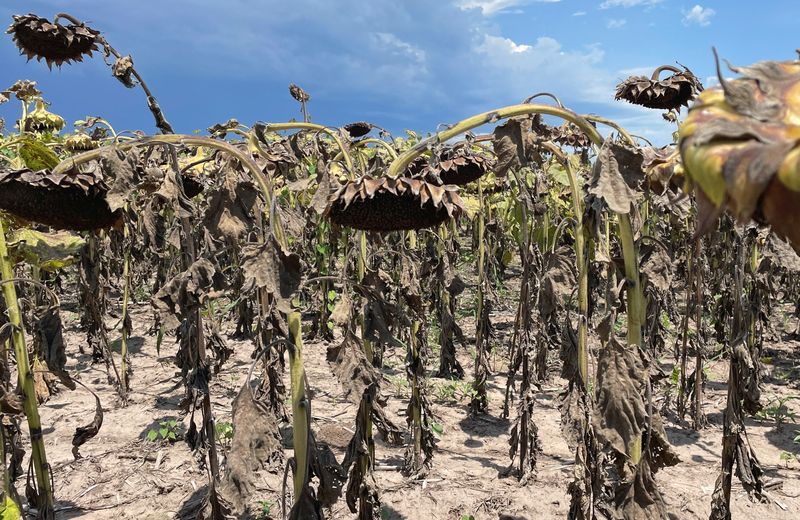 In Argentina's drought-hit fields, billions of dollars in losses and sinking farmers
