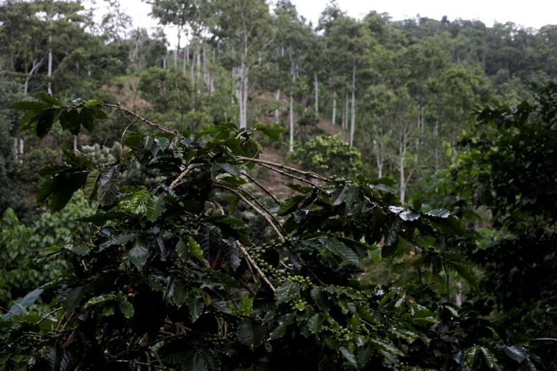 &copy; Reuters. Lavoura de café em Honduras
16/02/2023
REUTERS/Fredy Rodríguez