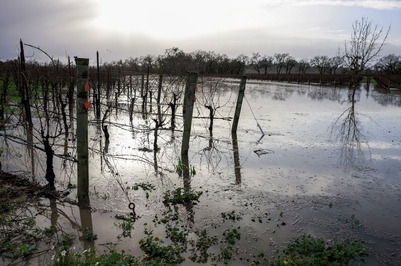 © Reuters. FILE PHOTO: Floodwaters inundate acres of vineyards at the Balletto Vineyards after a new bout of rainstorms in Santa Rosa, California, U.S. January 5, 2023.  REUTERS/Peter DaSilva
