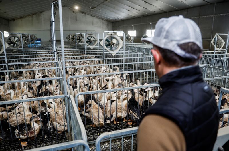 &copy; Reuters. Photo d'un éleveur français de canards dans un élevage de volailles à Castelnau-Tursan. /Photo prise le 24 janvier 2023 à Castelnau-Tursan, France/REUTERS/Stéphane Mahé