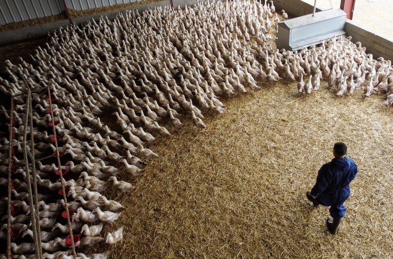 &copy; Reuters. Un granjero francés observa patos en su recinto en una granja avícola en Castelnau-Tursan, Francia, 24 de enero de 2023. REUTERS/Stephane Mahe
