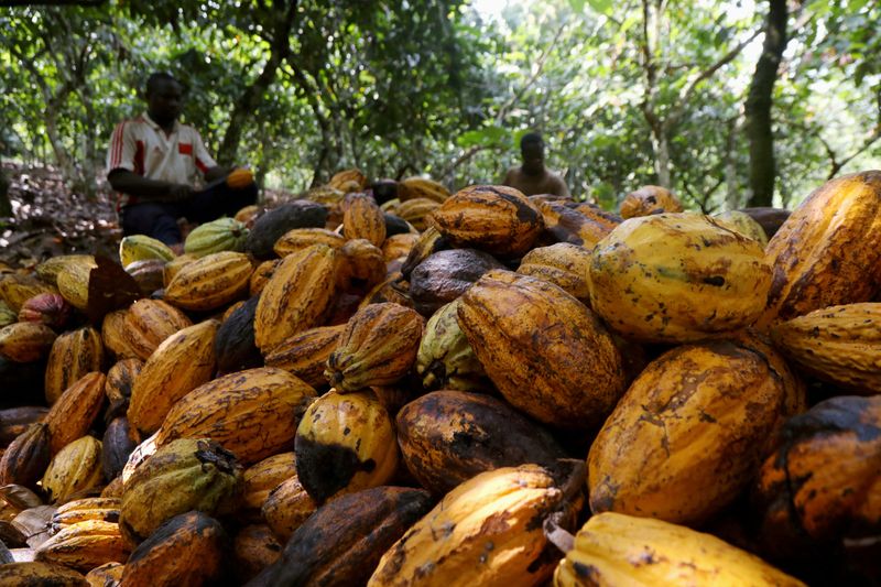 &copy; Reuters. Cacau em uma fazenda em Soubre, Costa do Marfim, 6 de janeiro de 2021. REUTERS/Luc Gnago/Foto de arquivo
