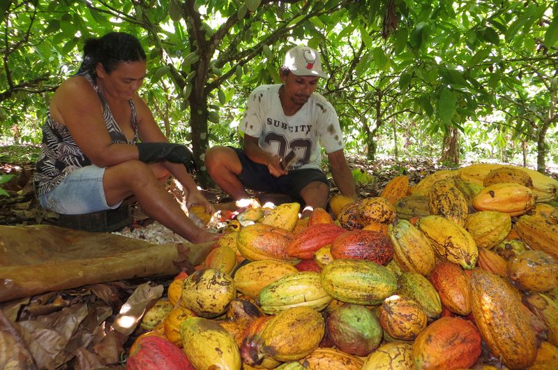 &copy; Reuters. FOTO DE ARCHIVO. Trabajadores rurales rompen cacao en una finca en Medicilandia, estado de Pará, Brasil, 19 de marzo de 2018. REUTERS/Marcelo Texeira