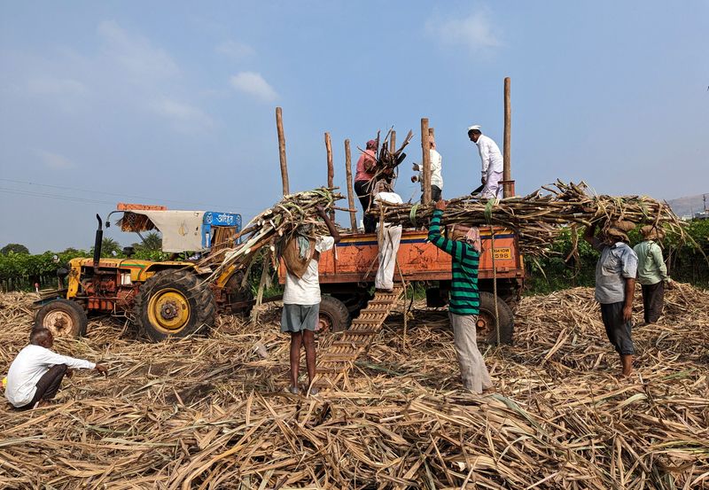 &copy; Reuters. FOTO DE ARCHIVO: Trabajadores de un ingenio azucarero cargan caña de azúcar cosechada en un carro tractor en el distrito de Sangli, en el estado occidental de Maharashtra, India. 3 de diciembre, 2022. REUTERS/Rajendra Jadhav/Archivo